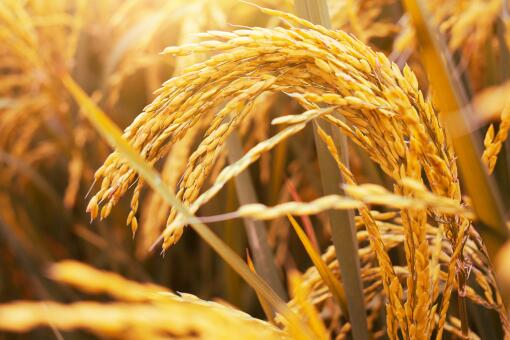 小麦的价格-摄图网