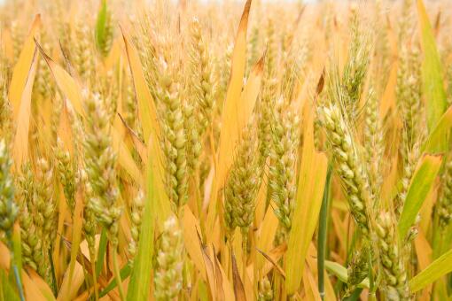 河北省小麦价格行情-摄图网
