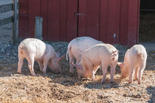 生态养猪-摄图网