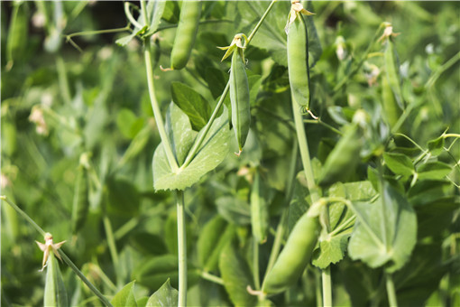 豌豆什么时候成熟 什么时间种植最好 怎么种植 土流网
