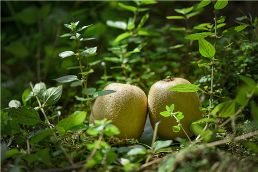 葛枣猕猴桃长什么样 如何种植 有哪些功效及作用 土流网