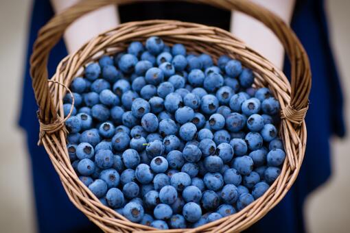 蓝莓吃用扒皮吗-摄图网