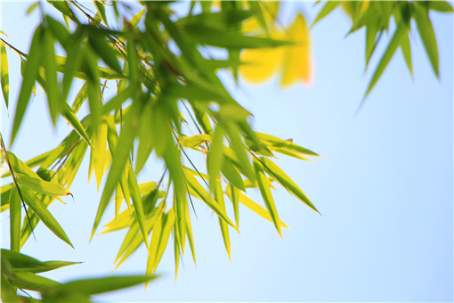 刚竹是什么竹 与毛竹有什么区别 种植每平多少株 土流网