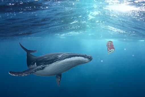 体积最大动物“蓝鲸”主要吃什么食物？一般可以活多久？有天敌吗？会不会被虎鲸吃？ - 土流网