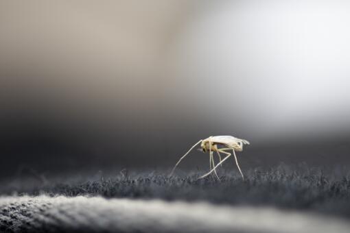最有效的驱蚊方法有哪些-摄图网