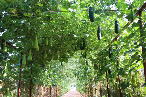 美人水 丝瓜的高产种植方法 土流网