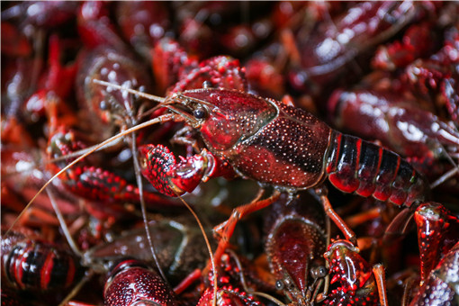 小龙虾吃什么食物-摄图网