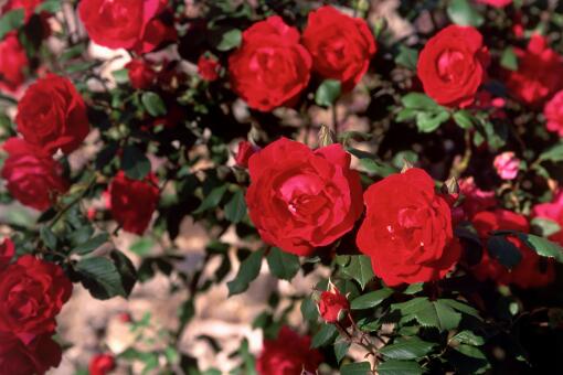 详解玫瑰花扦插时间及扦插最快生根方法 土流网