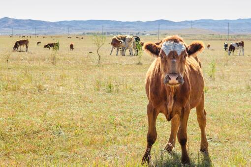 农村常见的牛一般有多重 一天要吃多少草 附一头牛成年前后体重 土流网