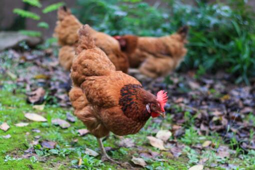 在农村散养1000只土鸡一年纯利润收入与多少-摄图网