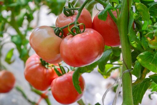 西红柿种子价格在多少钱一袋-摄图网