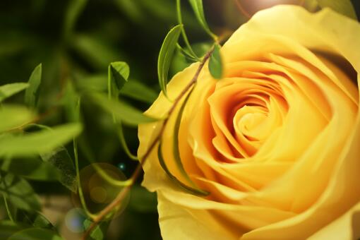 黄玫瑰送几朵好-摄图网