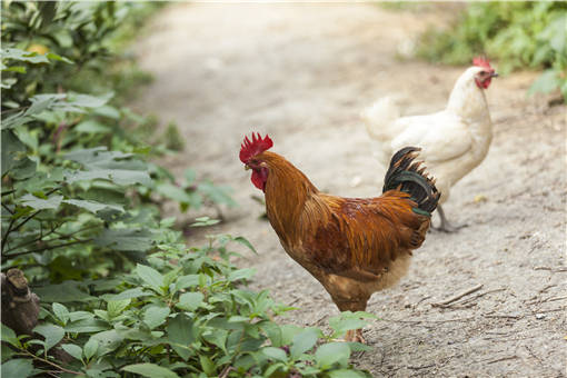 玉米地养鸡一亩养多少-摄图网