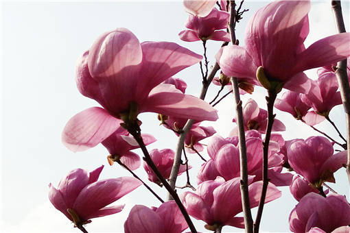 木兰花一般是在几月开花 土流网