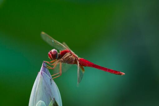 农村常见昆虫蜻蜓 蟋蟀 天牛 七星瓢虫是益虫还是害虫 土流网