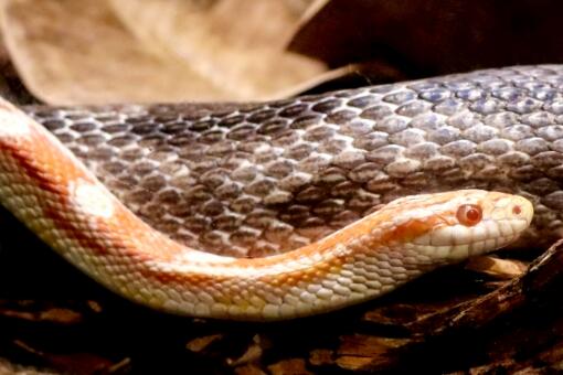 闪鳞蛇 蛇的寿命究竟有多长 是胎生还是卵生