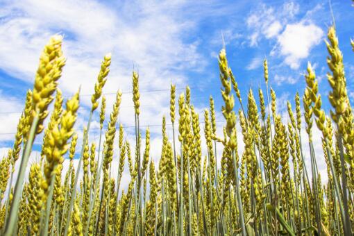 小麦种植——摄图
