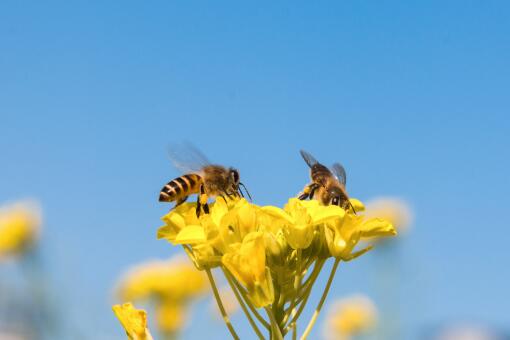 怎样养蜜蜂才不跑-摄图网