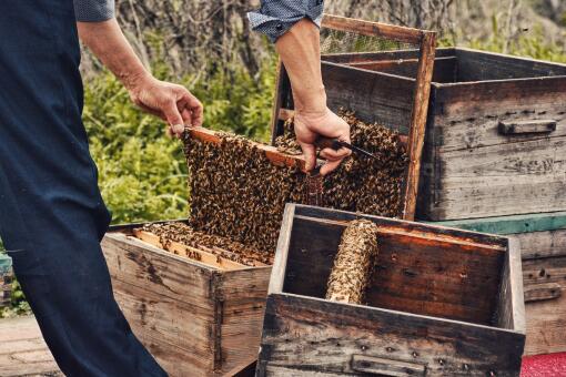 蜜蜂养殖-摄图网
