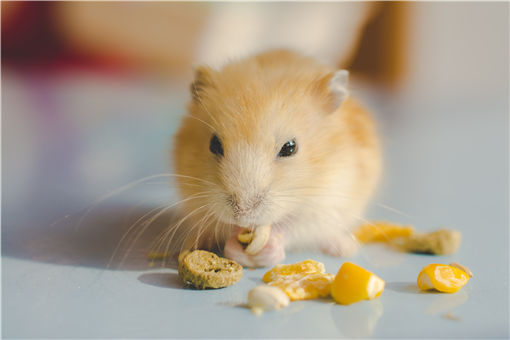 仓鼠可以吃什么食物、水果、蔬菜?仓鼠吃