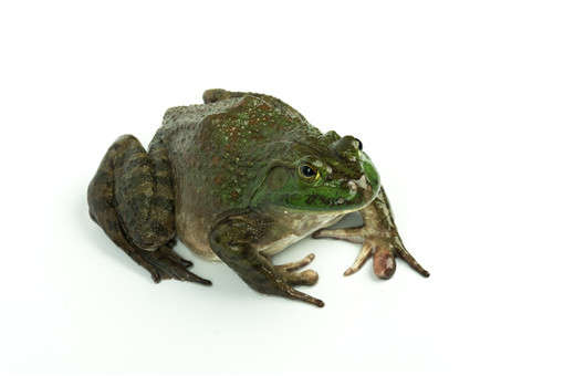 蛙-摄图网
