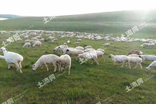养羊有前景吗 赚钱吗 利润和成本大概多少 技术有哪些 土流网 养羊有前景吗 赚钱吗 利润和成本大概多少 技术有哪些 土流网