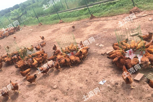 未来五年养鸡前景如何 