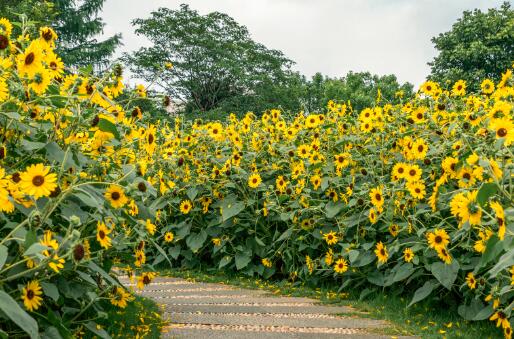 18年葵花种植面积有多少 下半年葵花价格会上升吗 土流网