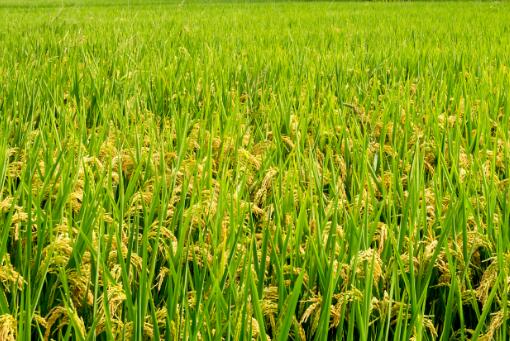 水稻——摄图