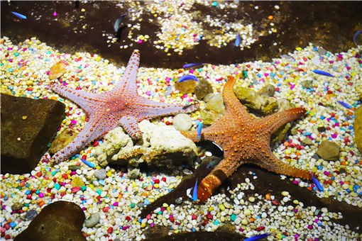 海星吃什么食物长大 野生海星是否吃珊瑚 土流网