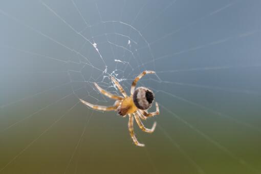 家里有蜘蛛是吉是凶 它的天敌是什么 土流网