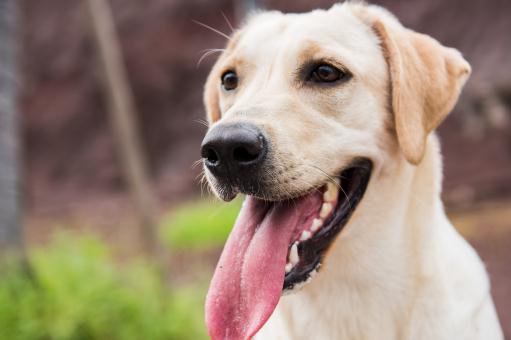 温顺的拉布拉多犬价格多少钱一只 和金毛哪个好 7大驯养方法收藏好 土流网