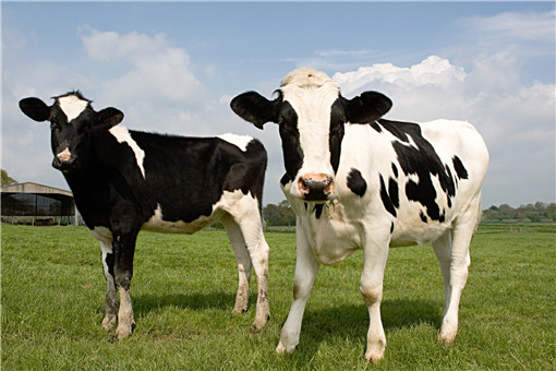 奶牛有公的吗 为什么一直有牛奶产生 土流网