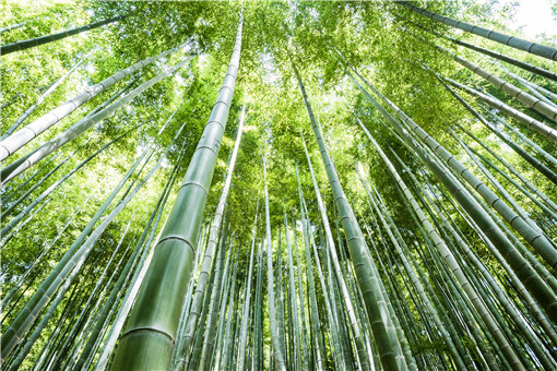 竹子-摄图网