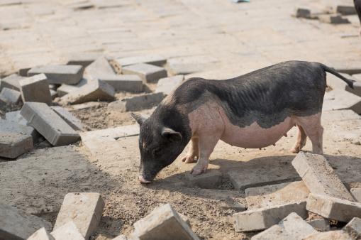 非洲猪瘟会传染人吗——摄图