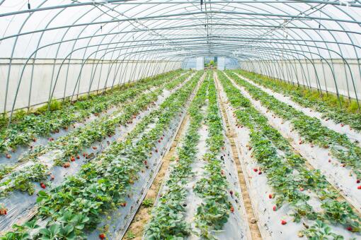 草莓苗种植方法-摄图网