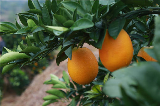 橙子树-摄图网