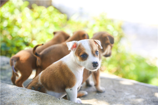 猫科动物猫和犬科动物狗能杂交吗 土流网