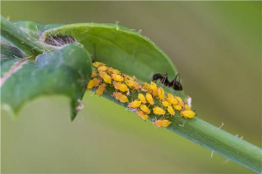 蔬菜蚜虫的天敌是什么?是七星瓢虫和草蛉
