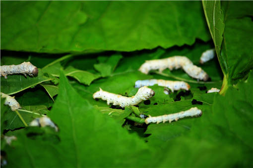 家里养的小蚕宝宝除了吃桑叶还吃什么叶子作为食物 土流网