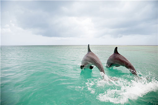 海豚-摄图网