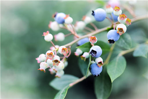 蓝莓-摄图网