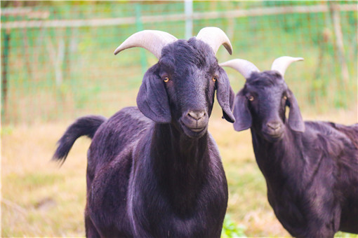 黑山羊价格多少钱一斤 养殖前景怎样 土流网