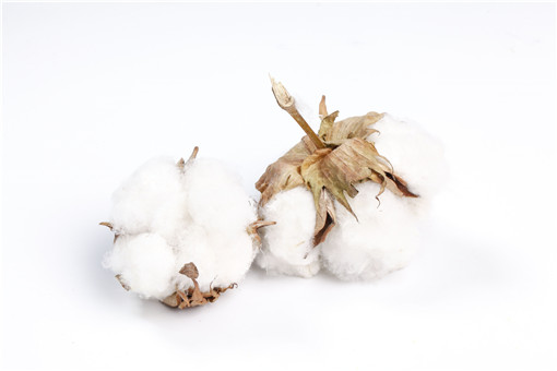 种一亩地棉花成本要多少 一年能挣多少钱 需要注意哪些 土流网