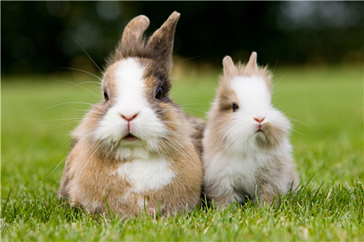 兔子-摄图网