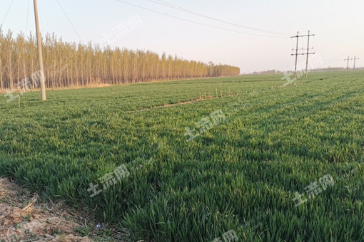 关于印发黎城县创建小麦绿色有机农业封闭示范区实施方案的通知