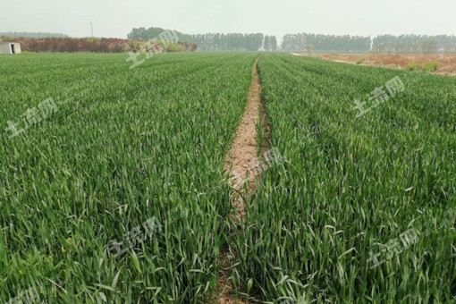 临汾市关于加快有机旱作农业发展的指导意见