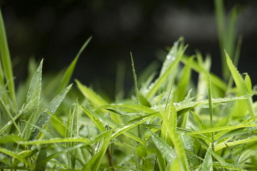 花卉市场买的观音竹如何摆放风水好 它和富贵竹有什么区别 叶子发黄怎么办 土流网