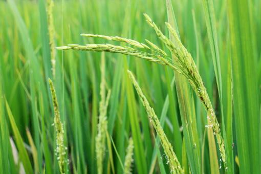 水稻差价补贴政策——摄图