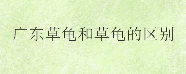 广东草龟